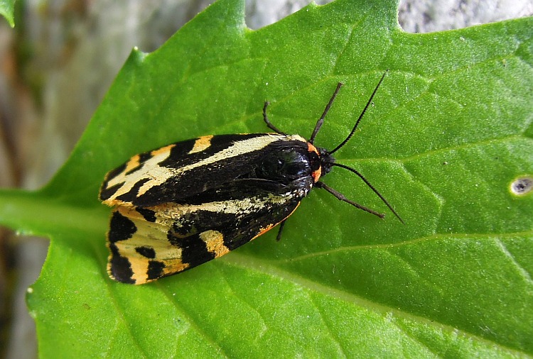 Parasemia plantaginis?
